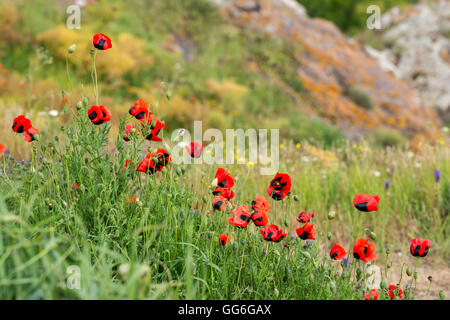 Coquelicots rouges sur la rive de lac Sevan en Arménie Banque D'Images