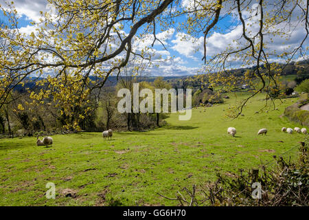 Dans Brockweir Hewelsfield près de Wye Valley au printemps. Engalnd UK. Arbres en début de feuille et les moutons sur le terrain avec le ciel bleu et les nuages. Banque D'Images