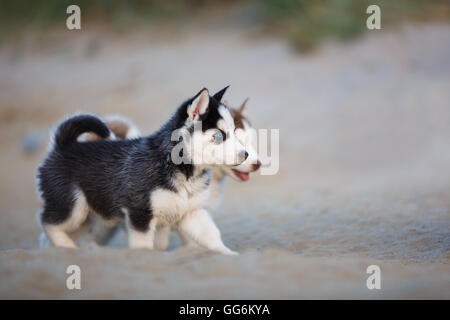 Chiots Husky sont en cours d'exécution sur la plage à l'heure d'été Banque D'Images