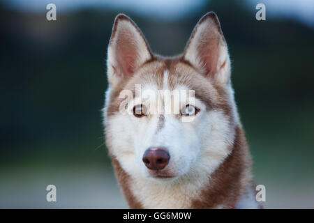 Portrait de l'Husky avec des yeux différents à l'heure d'été Banque D'Images