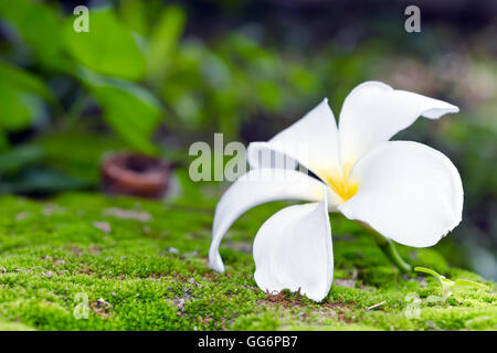 Plumeria flower blanc sur la mousse et l'arrière-plan flou (d'autres noms sont, frangipani, Apocynacées Nerium oleander, Plumeria, Le Blanc Banque D'Images