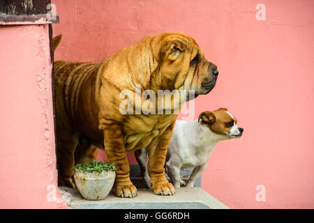 Chien de Shar pei Banque D'Images
