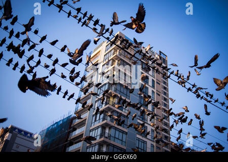 Vue d'un groupe de pigeons perchés sur les fils électriques, la ville de Yangon, Myanmar. Banque D'Images