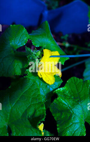 Le concombre en fleur Banque D'Images