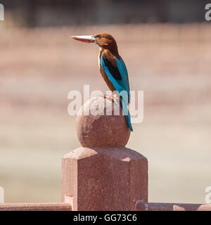 Kingfisher (Alcedo atthis commun), de l'Office eurasien, Kingfisher Kingfisher et la rivière, est un petit kingfisher Banque D'Images