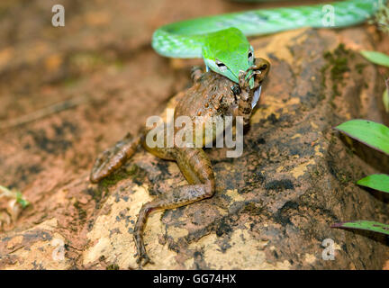 L'image de vert serpent( Hierophis viridiflavus Whip) avec Kill frog à matheran, Mumbai, Inde Banque D'Images