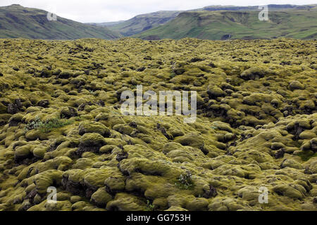 Champ de lave couvert de mousse, de l'Islande Banque D'Images