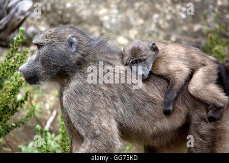 Jeune babouin Chacma (Papio ursinus) réalisée par baboon femelle sur retour dans le Franschhoek Pass, Western Cape, Afrique du Sud Banque D'Images