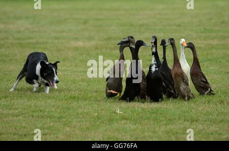 Les canards sont en troupeaux par un chien de berger au cours de BBC Countryfile Live at Blenheim Palace dans l'Oxfordshire. Banque D'Images