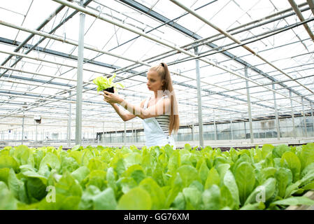 Young adult woman gardening dans une serre, contrôle des herbes Banque D'Images