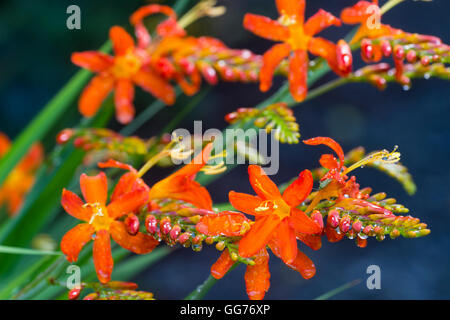 Fleurs orange rouge de la floraison août corm, Crocosmia 'zèle Tan' Banque D'Images