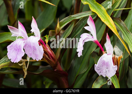 Comme des fleurs d'orchidées et de feuillage rouge brun le hardy le gingembre, Roscoea purpurea 'Brown Peacock' Banque D'Images