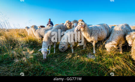 Jaworki, Pologne - 30 août 2015 : balades Berger avec son troupeau de moutons et les chiens le pâturage sur la colline de montagnes Pieniny Banque D'Images