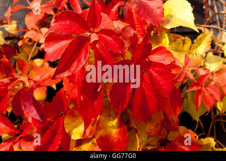 Feuilles de couleur rouge en automne réducteur de Virginie Banque D'Images