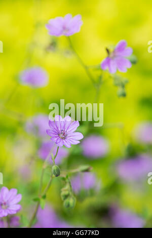 Geranium molle. Dove's foot Crane's bill / Dovesfoot Géranium fleur dans un jardin frontière. Banque D'Images