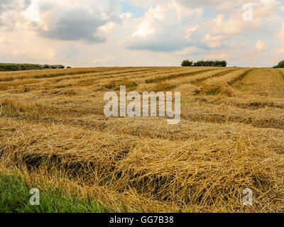 Champ de blé récoltés avant le coucher du soleil Banque D'Images
