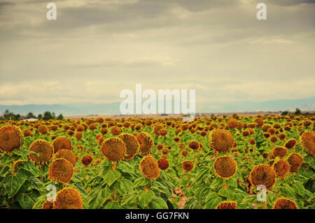 Champ de tournesols après les pétales se sont fanées et tombé, prêt à avoir les graines récoltées. Look rétro instagram. Banque D'Images