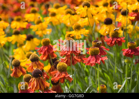 Helenium. Sneezeweed fleurs en croissance dans une frontière. Banque D'Images