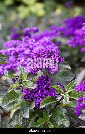 Eleutherodactylus 'Marine'. Héliotrope fleurs dans un jardin d'été. Banque D'Images