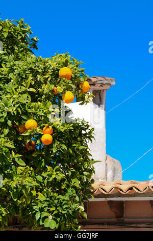 Des oranges sur un arbre près de l'office à Palma, Majorque, Espagne, Majorque, Iles Baléares Banque D'Images