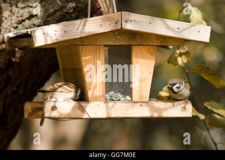 Des arbres deux moineaux sur une maison d'oiseau en automne Banque D'Images