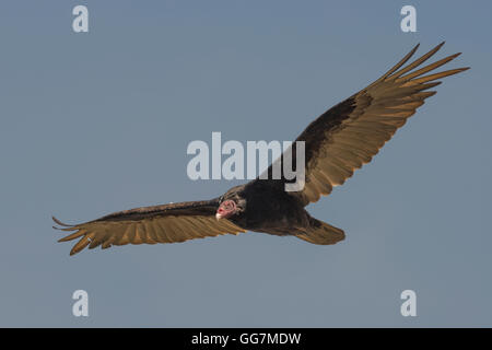 Urubu à tête rouge (Cathartes aura) en vol Banque D'Images