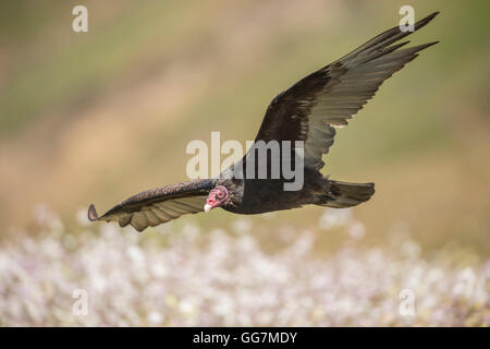 Urubu à tête rouge (Cathartes aura) en vol Banque D'Images