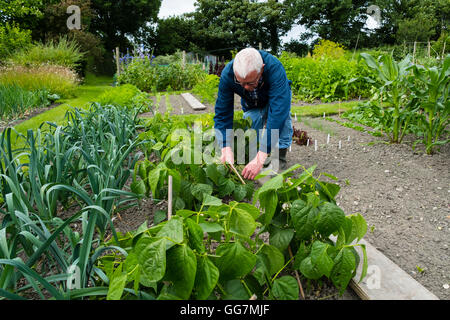 L'homme ayant tendance à potager dans son jardin d'attribution en Angleterre Royaume-Uni Banque D'Images