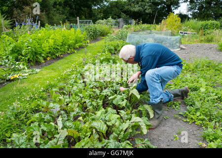 L'homme ayant tendance à potager dans son jardin d'attribution en Angleterre Royaume-Uni Banque D'Images