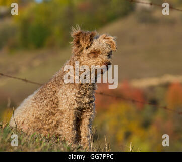 Pumi chien aussi connu sous le nom de terrier de l'élevage Hongrois Banque D'Images