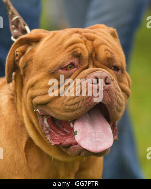 Dogue de Bordeaux, Bordeaux, Mastiff Mastiff français ou Bordeauxdog Banque D'Images
