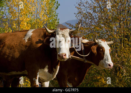 Deux boeufs attire l'ensemble de la chape à l'automne, Transylvanie, Roumanie Banque D'Images