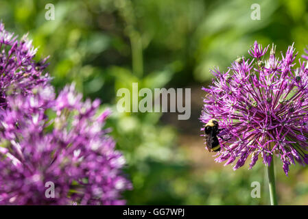 Bourdon sur un allium violet en pleine floraison Banque D'Images