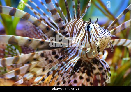 Poisson-papillon, une espèce envahissante aussi appelé le poisson scorpion ou Pterois Banque D'Images