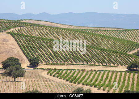 Vue depuis Artesa Vineyards & Winery, Napa Valley Vineyards abstract Banque D'Images