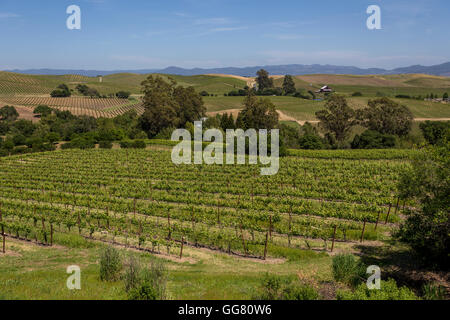 Vignobles, collines de Carneros, vu de Artesa Winery, région de Carneros, Napa Valley, California, United States Banque D'Images