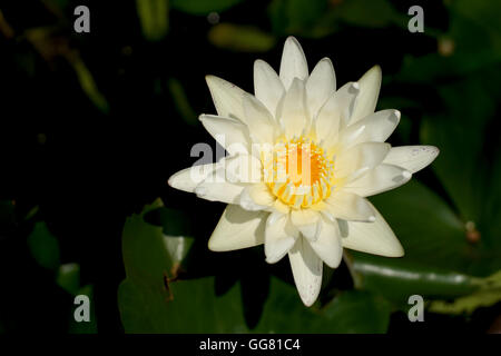 Belle fleur de nénuphar blanc dans l'étang Banque D'Images