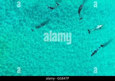 Vue aérienne du groupe des dauphins dans un lagon tropical Banque D'Images