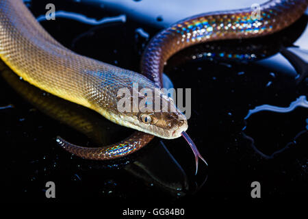 Seul serpent arc-en-ciel - Liasis fuscus Python de l'eau - isolé sur black mirror in studio Banque D'Images