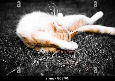 Des couleurs contrastées de gingembre et chat blanc allongé endormi montrant ventre sur l'herbe Banque D'Images