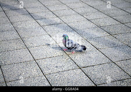 Urban pigeon marche dans la rue dans la ville Banque D'Images