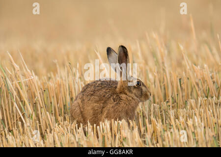 European Brown Hare (Lepus europaeus) assis dans un champ de chaume de Norfolk. Banque D'Images
