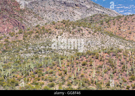 La créosote, arbres, palo verde et saguaro cactus sur les montagnes au-dessous de la montagne de Rincon. Grotte colossale Mountain Park, Arizona Banque D'Images