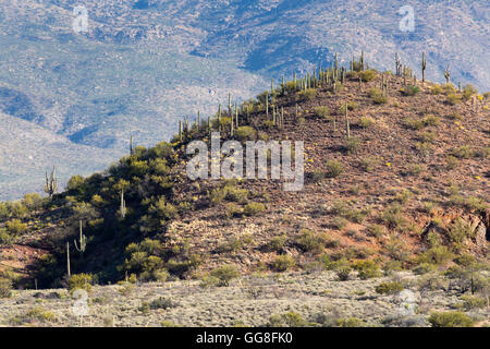 Cactus saguaro qui tapissent le haut d'une petite colline en face du désert de Mica Mountain et la vallée de Rincon. Grotte colossale Mountain Park Banque D'Images