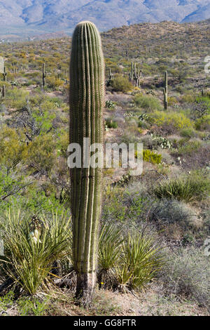 Un saguaro cactus haut au-dessus de plus en plus autour de yuccas dans la vallée de Rincon. Grotte colossale Mountain Park, Arizona Banque D'Images