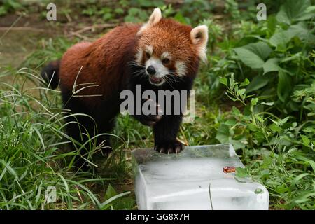 Beijing, Chine. 10 août, 2016. Un panda rouge repose sur un cube de glace pour atténuer la chaleur d'été au zoo de Beijing, capitale de la Chine, 10 août 2016. Le zoo a pris diverses mesures pour aider les animaux passent les jours chauds d'été. Credit : Ju Huanzong/Xinhua/Alamy Live News Banque D'Images