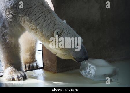 Beijing, Chine. 10 août, 2016. Un ours polaire lèche un cube de glace pour atténuer la chaleur d'été au zoo de Beijing, capitale de la Chine, 10 août 2016. Le zoo a pris diverses mesures pour aider les animaux passent les jours chauds d'été. Credit : Ju Huanzong/Xinhua/Alamy Live News Banque D'Images