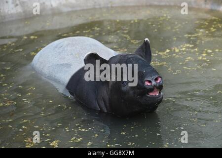 Beijing, Chine. 10 août, 2016. Un tapir se détend dans un pool pour relâcher la chaleur de l'été au zoo de Beijing, capitale de la Chine, 10 août 2016. Le zoo a pris diverses mesures pour aider les animaux passent les jours chauds d'été. Credit : Ju Huanzong/Xinhua/Alamy Live News Banque D'Images