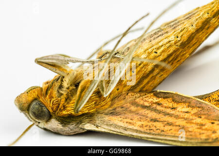 Extreme close up of moth morts gisant sur le dos Banque D'Images