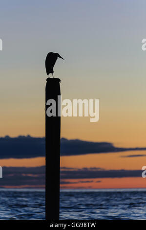 Silhouette seagull reposant sur un poster au coucher du soleil à Point Roberts, Washington State, USA - nuit photo Banque D'Images